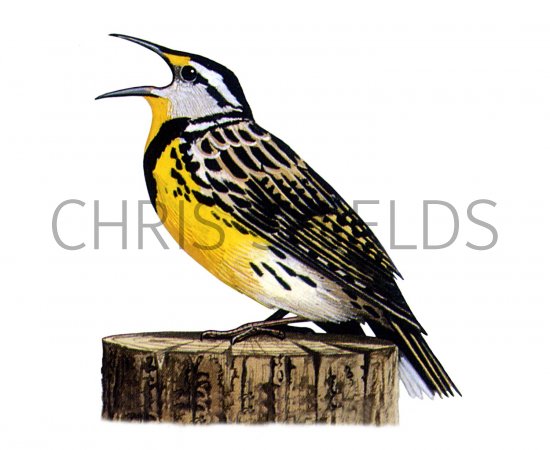 Illustration of Meadowlark (Eastern) Sturnella magna (#1395)