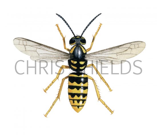 Illustration of Median Wasp worker (Dolichovespula media (#3151)
