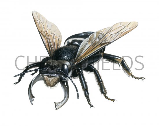 Illustration of Wallace's giant bee (Megachile pluto)  (#3823)