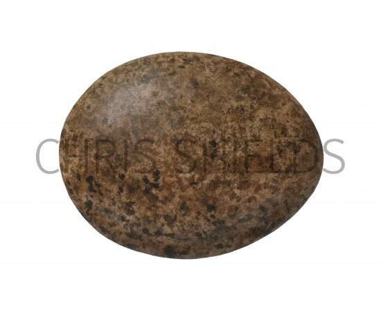 Illustration of Merlin egg (Falco columbarius) (#1727)