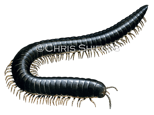 Illustration of Millipede (Tachypodoiulus niger) (#0076)