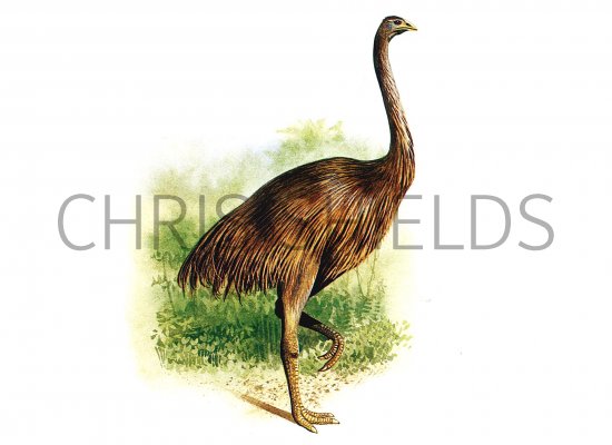 Illustration of Moa (Dinornis) (#0797)