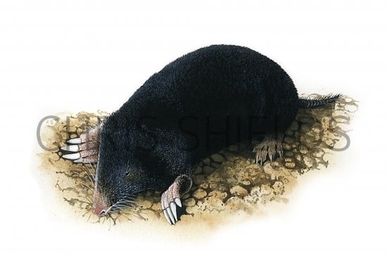 Illustration of Mole (Talpa europaea) (#0584)