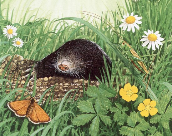 Illustration of Mole (Talpa europaea) (#3707)
