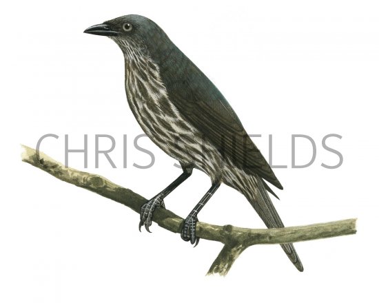 Illustration of Moluccan Starling (immature) Aplonis mysolensis (#2218)
