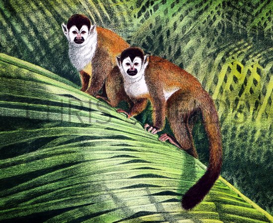 Illustration of Monkey (squirrel) Simia sciureus (#1416)