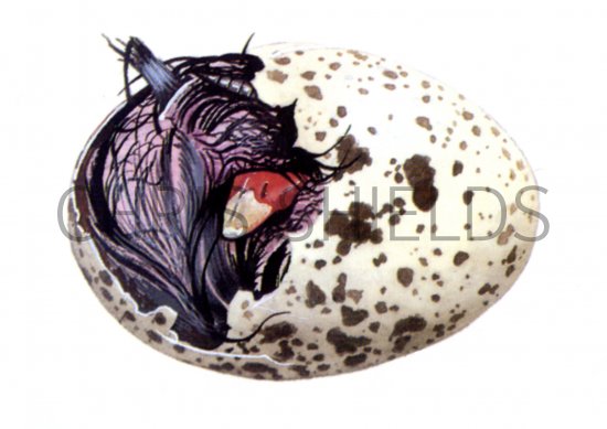 Illustration of Moorhen (Gallinula chloropus) chick hatching from egg (#0427)