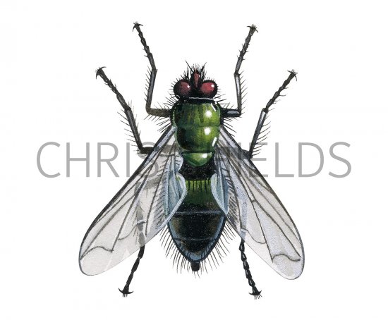 Illustration of Mortuary fly (Cynomyia mortuorum) (#3323)