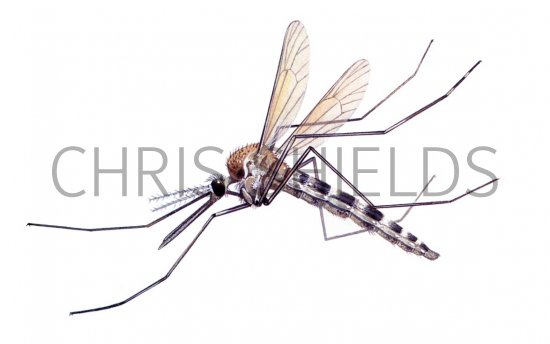Illustration of Mosquito (Aedes) (#2367)