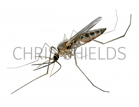 Illustration of Mosquito (Anopheles plumbeus) (#4363)