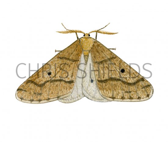 Illustration of Mottled Umber male (Erannis defoliaria) (#3412)