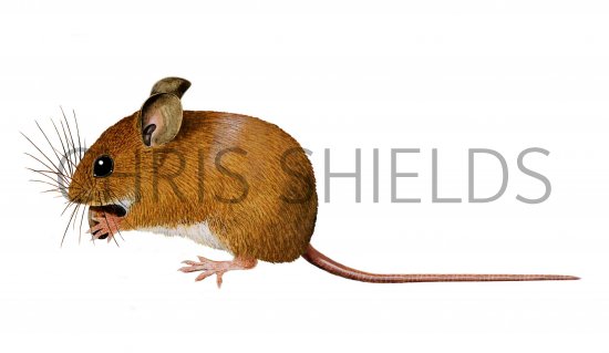 Illustration of Wood Mouse (Apodemus sylvaticus) (#0284)