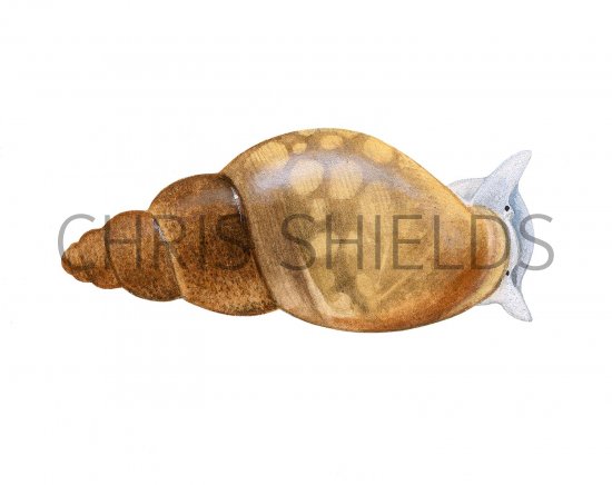 Illustration of Mud Snail (Galba truncatula) (#3194)