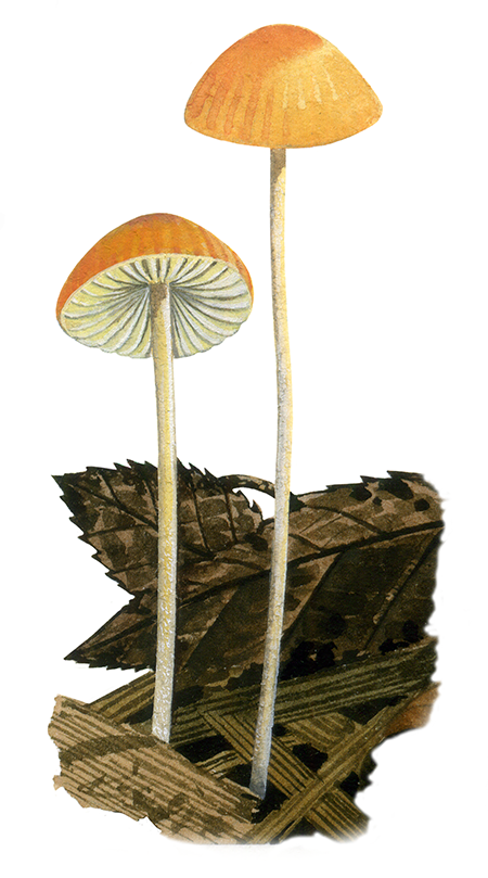 Illustration of Mycena acicula (Orange Bonnet) (#4472)