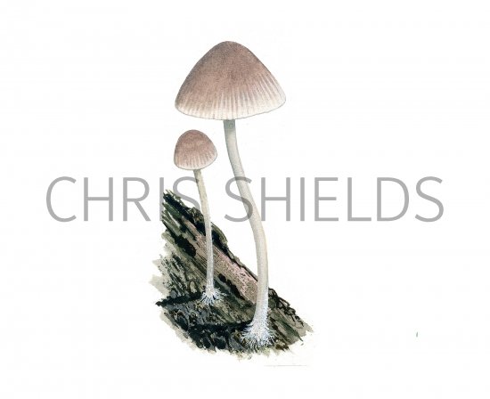 Illustration of Mycena rubromarginata (Red Edge Bonnet) (#3914)