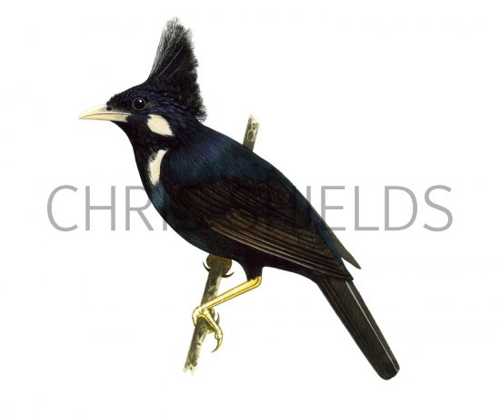 Illustration of Long-crested Myna (Basilornis corythaix) (#1674)