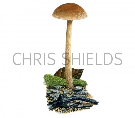 Illustration of Naucoria amarescens (#3594)