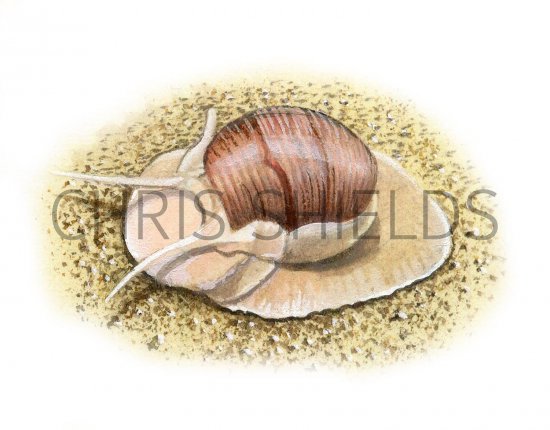 Illustration of Necklace Shell (Polinices catenus) (#1833)