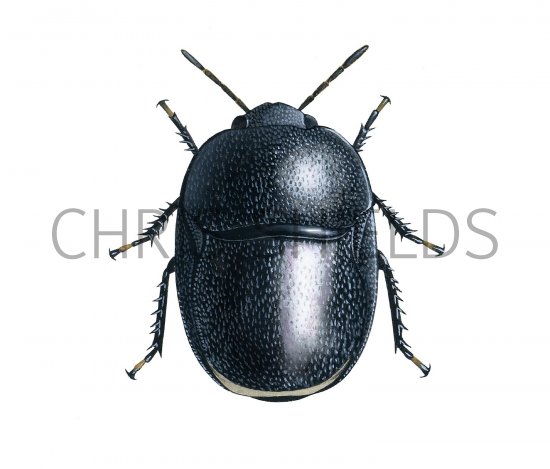 Illustration of Negro Bug (Thyreocoris scarabaeoides) (#2524)