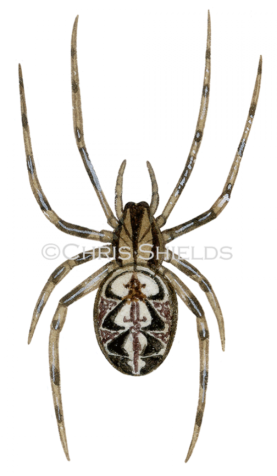 Illustration of Neoscona adianta Spider (#2638)