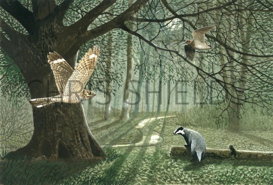 Illustration of Woodland at night (#2610)