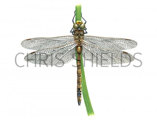 Illustration of Dragonfly (Norfolk Hawker) Aeshna isosceles (#1063)