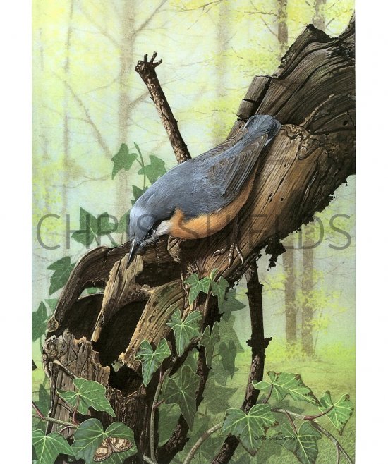 Illustration of Nuthatch (Sitta euopaea) (#0478)