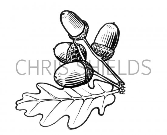 Illustration of Oak leaves & acorns (Quercus robur) (#1499)