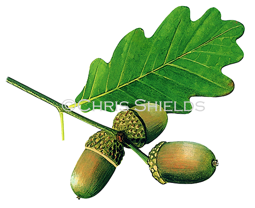 Illustration of Oak leaves & acorns (Quercus robur) (#1498)