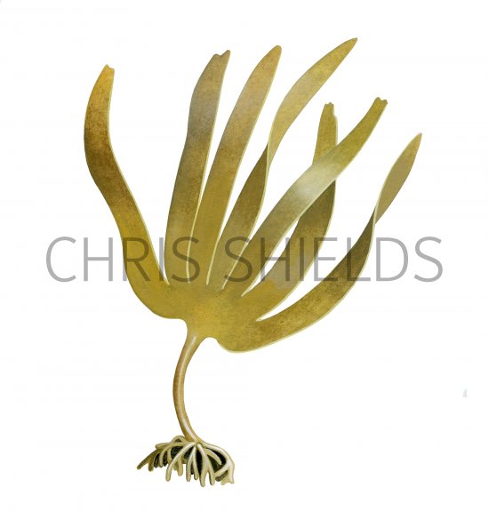 Illustration of Oarweed (Laminaria digitata) (#4263)
