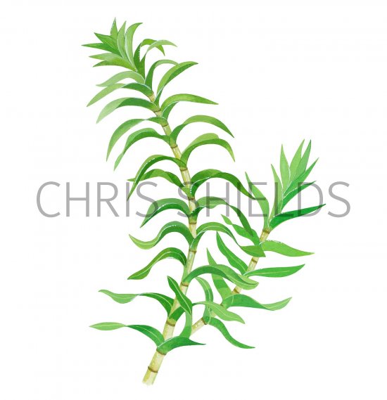 Illustration of Opposite-leaved Pondweed (Groenlandia densa) (#2758)