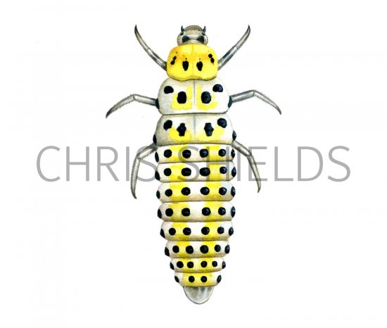 Illustration of Orange Ladybird Larae (Halyzia 16-guttata) (#1783)