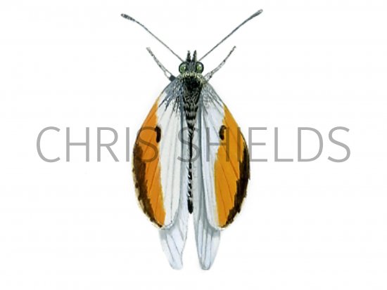 Illustration of Orange Tip (male) Anthocharis cardamines (#0320)
