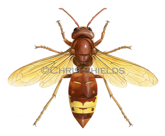 Illustration of Oriental Hornet�(Vespa orientalis) (#4666)
