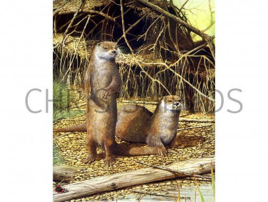 Illustration of Otter (Lutra lutra) (#0276)