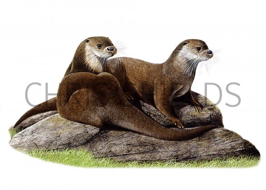 Illustration of Otter (Lutra lutra) (#1305)