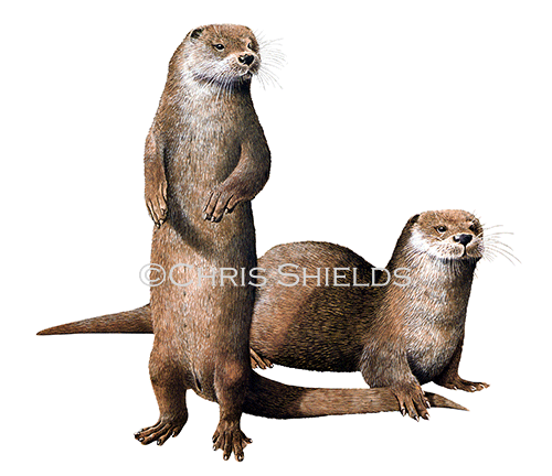 Illustration of Otter (Lutra lutra) (#1589)