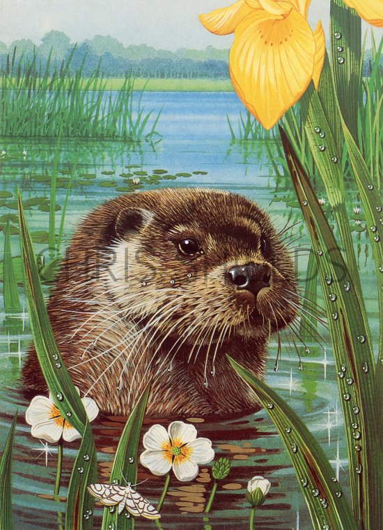 Illustration of Otter (Lutra lutra) (#3675)