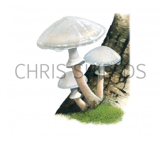 Illustration of Oudemansiella mucida (Porcelain Fungus) (#3929)