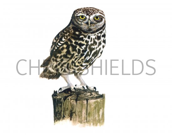 Illustration of Little Owl in flight (Athene noctun) (#0815)