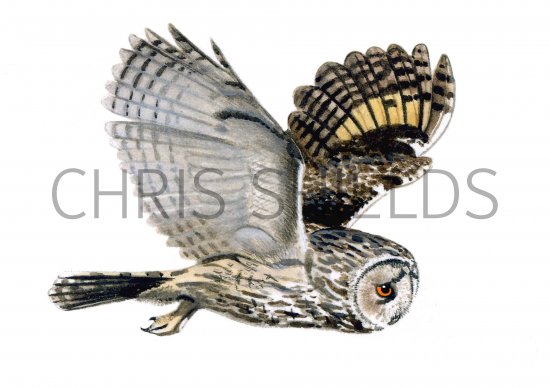 Illustration of Long-eared Owl (Asio otus) (#0527)