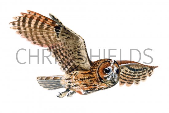 Illustration of Tawn Owl (Strix aluco) (#0528)