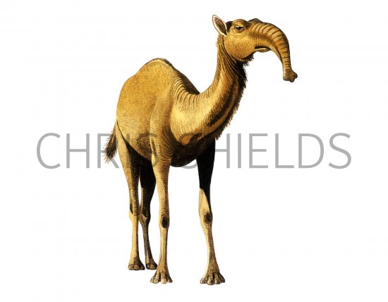 Illustration of Macrauchenia (#0589)