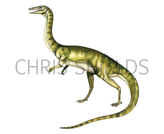 Illustration of Coelophysis (#0693)