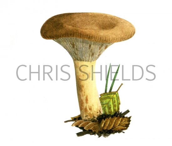 Illustration of Paxillus involutus (Brown Rollrim) (#2010)
