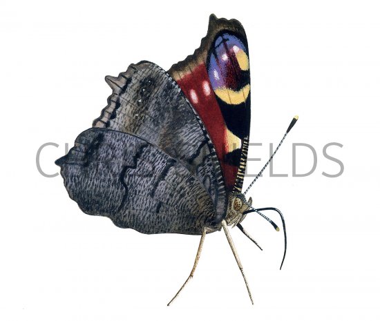 Illustration of Peacock Butterfly (Inachis io) (#3456)