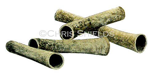 Illustration of Peacpck Worm tubes (Sabella pavonia) (#0746)