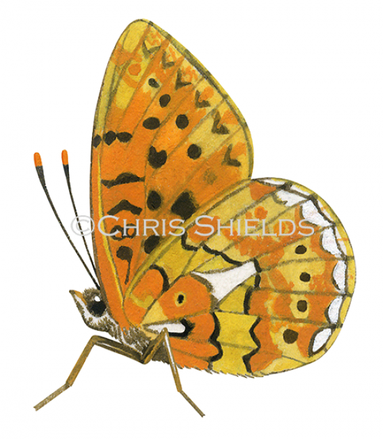 Illustration of Pearl-bordered Fritillary (Boloria euphrosyne) (#0328)