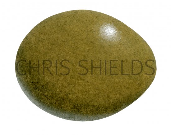 Illustration of Pheasant egg (Phasianus colchicus) (#0733)