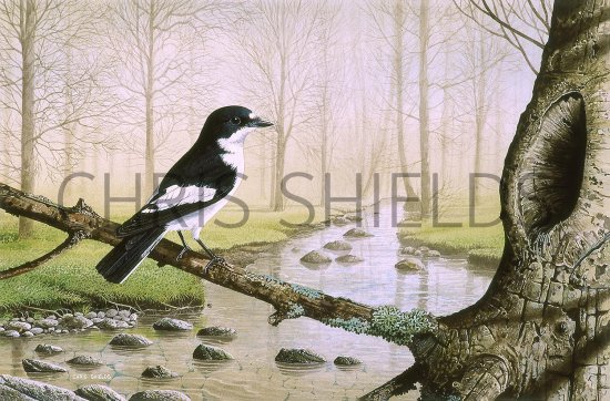 Illustration of Pied Flycatcher (Ficedula hypoleuca) (#1632)